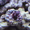 Acropora#2