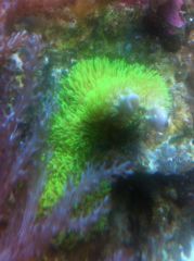 'trawka' fluo