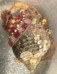 Dardanus pedunculatus