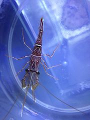 Rhynchocinetes durbanensis