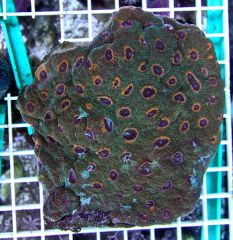 Acanthastrea echinata