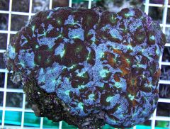 Acanthastrea echinata