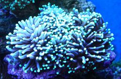 Euphylia glabrescens