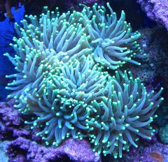 Euphylia glabrescens