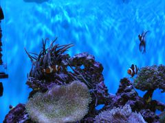 Quadricolor po podziale