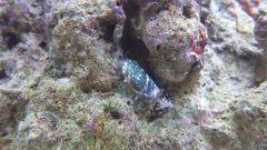 Ślimak do identyfikacji