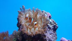 Błazenek i Entecmea Quadricolor