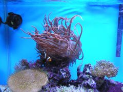 Entecmea Qaudricolor