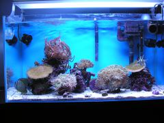 Całe akwarium 8 stycznia 2015