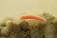 Zoo plankton