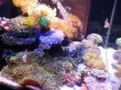 20150930 194055 lewy Bok