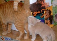 1612 podlizywanie Sie