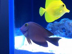 Strigosus lub truncatus???