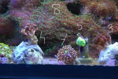 pocillopora caluastrea