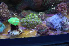 zoa, yuma, caluastrea, pocillopora