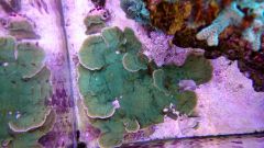 montipora (1280x720)