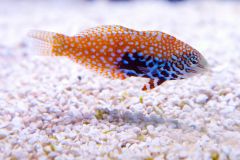 140617 J morska produkty 0483