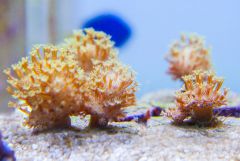 140617 J morska produkty 0233