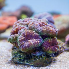 140617 J morska produkty 0095