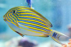 140617 J morska produkty 0270