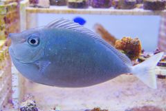 140617 J morska produkty 0246