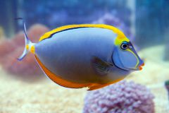 140617 J morska produkty 0317