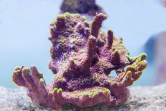 140617 J morska produkty 0188