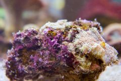 140617 J morska produkty 0289