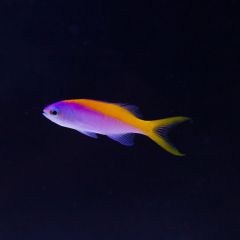 140617 J morska produkty 0412