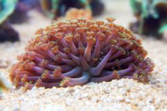 140617 J morska produkty 0328