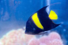 140617 J morska produkty 0334