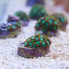 140617 J morska produkty 0349