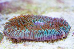 140617 J morska produkty 0275