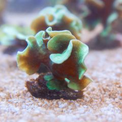 140617 J morska produkty 0324