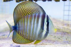 140617 J morska produkty 0258