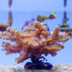 140617 J morska produkty 0208