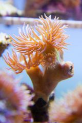 140617 J morska produkty 0134