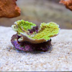 140617 J morska produkty 0144