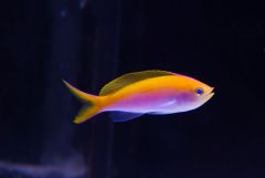 140617 J morska produkty 0513