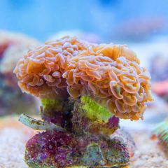 140617 J morska produkty 0286