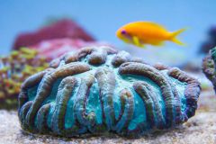 140617 J morska produkty 0097