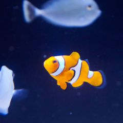 140617 J morska produkty 0383