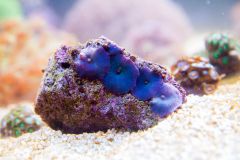 140617 J morska produkty 0363