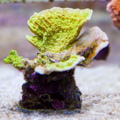 140617 J morska produkty 0150