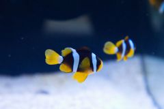 140617 J morska produkty 0466