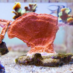 140617 J morska produkty 0155