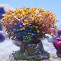 140617 J morska produkty 0540