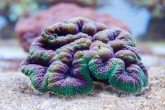 140617 J morska produkty 0090