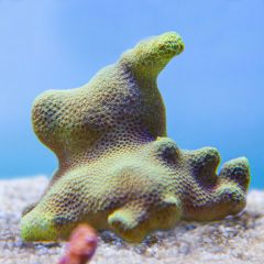 140617 J morska produkty 0194