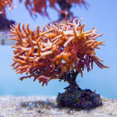 140617 J morska produkty 0157